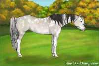 Horse Color:White Spotted Sable Champagne Dun Sabino Splash Rabicano 