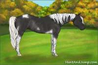 Horse Color:Liver Chestnut Mushroom Tobiano Rabicano 