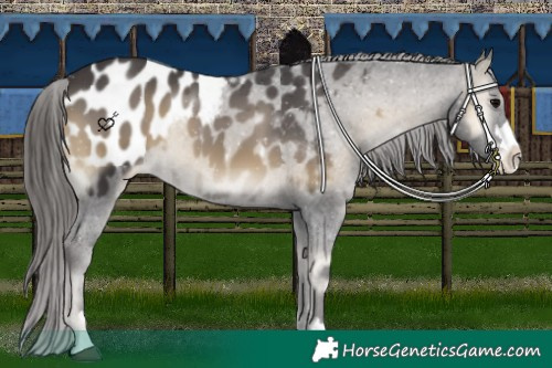 Horse Color:Smoky Blue Onyx Appaloosa