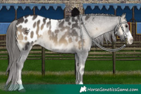 Horse Color:Smoky Blue Onyx Appaloosa 