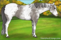Horse Color:Platinum White Spotted Grullo Splash Appaloosa 