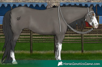 Horse Color:Grullo Sabino 