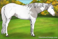 Horse Color:Platinum Silver Grullo Sabino Splash Tobiano Appaloosa 
