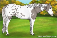 Horse Color:Platinum Silver Grullo Sabino Splash Tobiano Appaloosa 