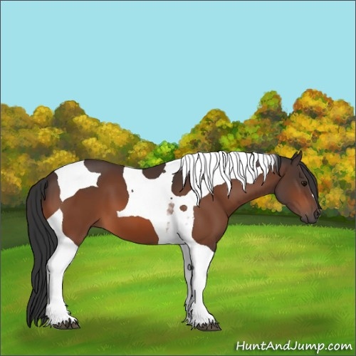 Horse Color:Bay Tobiano 