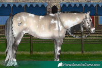 Horse Color:White Spotted Brown Onyx 
