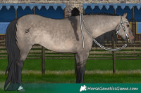 Horse Color:Brown Dun 