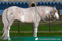 Horse Color:White Spotted Chocolate Silver Brown Roan 
