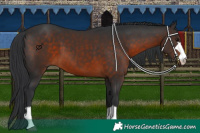 Horse Color:Brown 