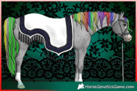 Horse Color:Painted Black Appaloosa 