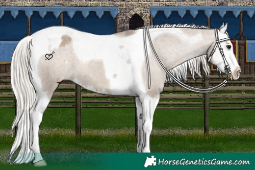 Horse Color:Silver Grullo Splash Tobiano Blanket