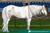 Horse Color:Silver Grullo Splash Tobiano Appaloosa 