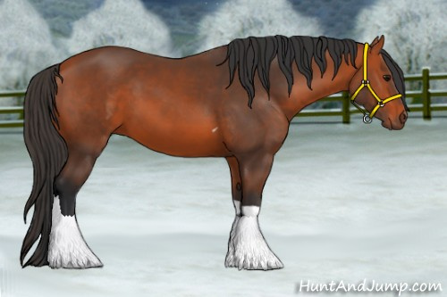 Horse Color:Bay Tobiano