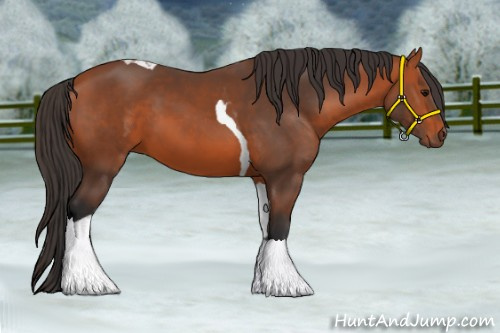 Horse Color:Bay Tobiano