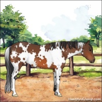 Horse Color:White Spotted Bay 