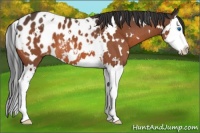 Horse Color:White Spotted Brown Splash Appaloosa 