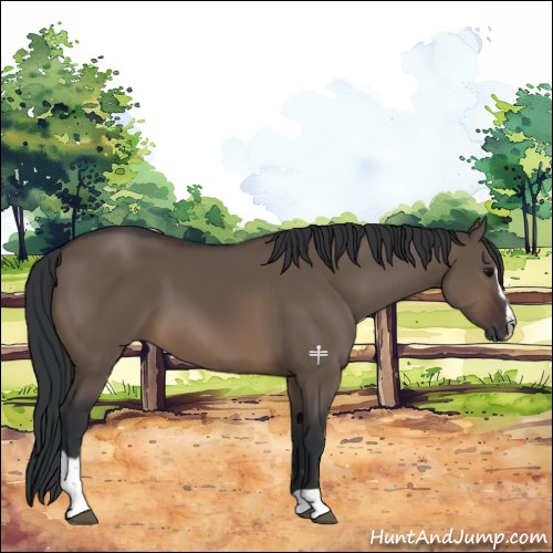 Horse Color:Brown Dun Sabino 