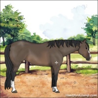 Horse Color:Brown Dun Sabino 