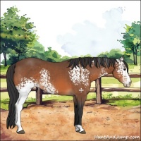 Horse Color:White Spotted Bay Varnish 