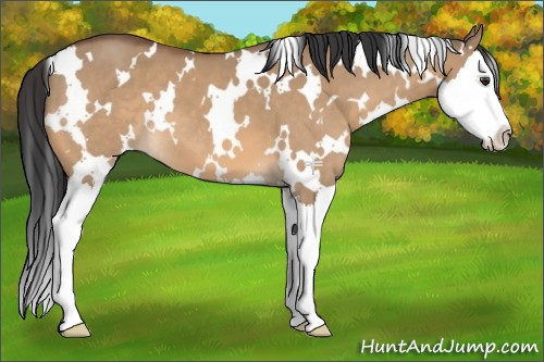 Horse Color:White Spotted Bay Dun Splash 