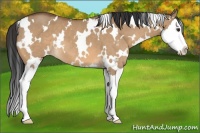 Horse Color:White Spotted Bay Dun Splash 
