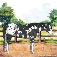 Horse Color:White Spotted Black Splash Blanket 