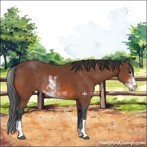 Horse Color:Bay Sabino Rabicano 