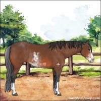 Horse Color:Bay Sabino Rabicano