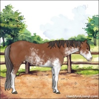 Horse Color:Bay Sabino 