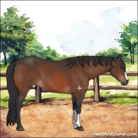 Horse Color:Brown 