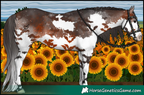 Horse Color:Brown Splash