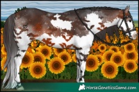 Horse Color:Brown Splash