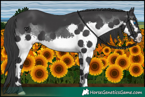 Horse Color:Black Splash