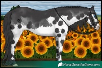 Horse Color:Black Splash 