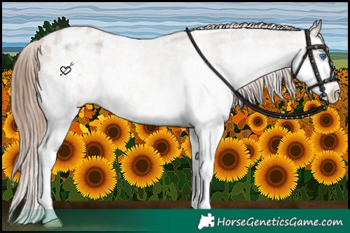 Horse Color:Brown Roan Pearl Sabino Splash Varnish