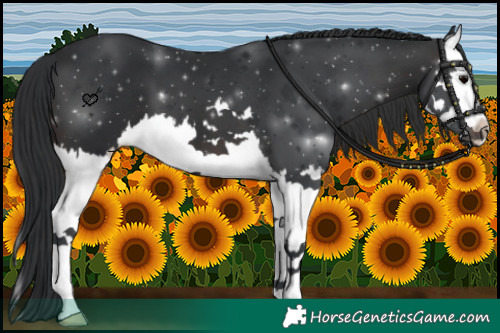 Horse Color:Brown Splash