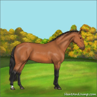 Horse Color:Bay 