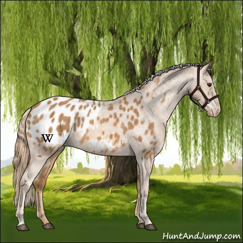 Horse Color:Chestnut Appaloosa 