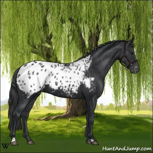 Horse Color:Black Appaloosa