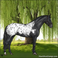 Horse Color:Black Appaloosa 