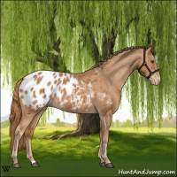 Horse Color:Chestnut Appaloosa 