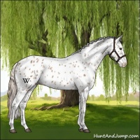 Horse Color:Chestnut Leopard 