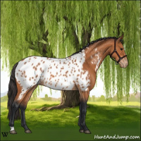 Horse Color:Bay Appaloosa