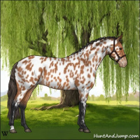 Horse Color:Bay Appaloosa 