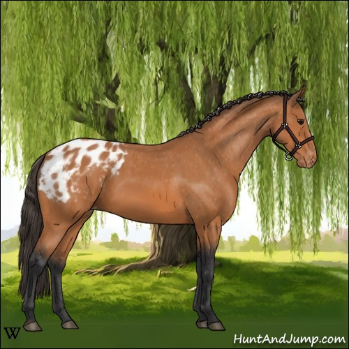 Horse Color:Bay Appaloosa 