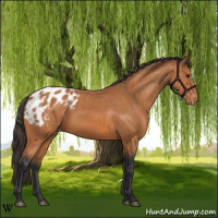 Horse Color:Bay Appaloosa