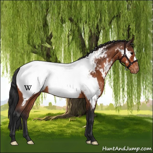 Horse Color:Bay Near Fewspot 