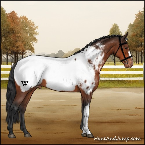Horse Color:Bay Appaloosa 