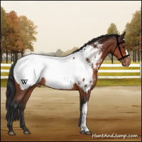 Horse Color:Bay Appaloosa 
