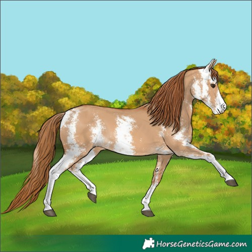 Horse Color:Red Dun Sabino 